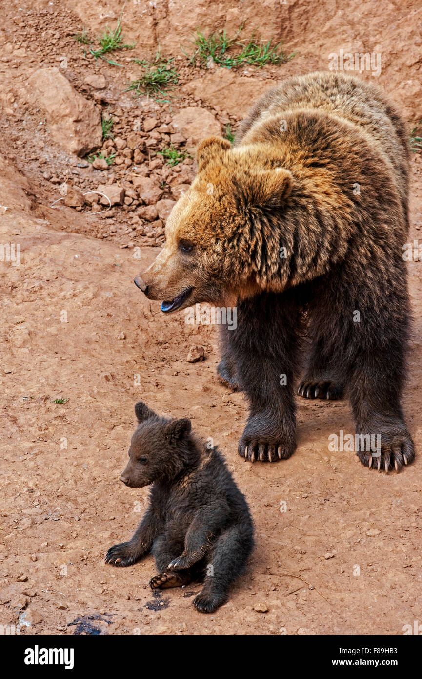 Eurasian brown bear (Ursus arctos arctos) mother with cub Stock Photo ...