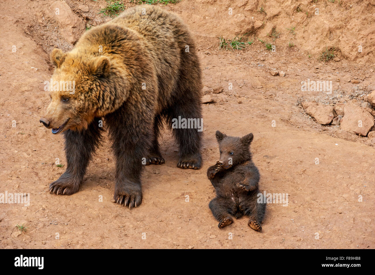 Eurasian brown bear (Ursus arctos arctos) mother with cub Stock Photo ...