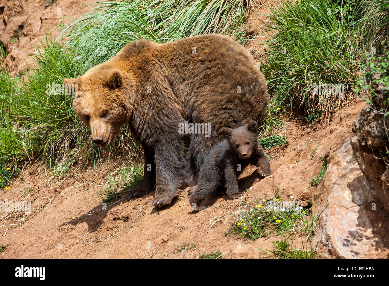 Eurasian brown bear (Ursus arctos arctos) female with cub on mountain ...