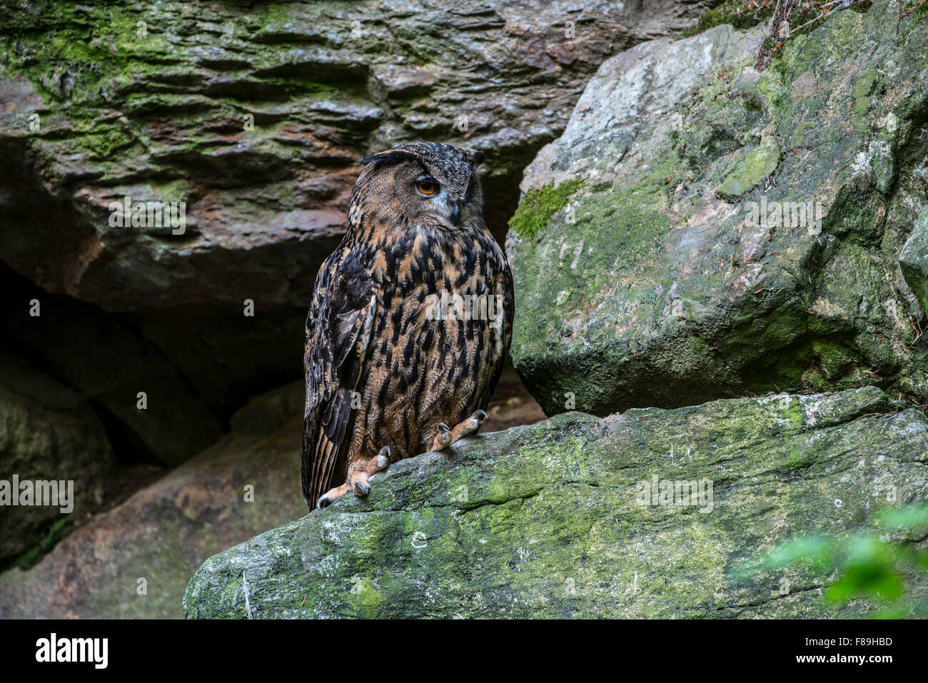 Eurasian eagle owl (Bubo bubo) sitting on rock ledge in cliff face Stock Photo