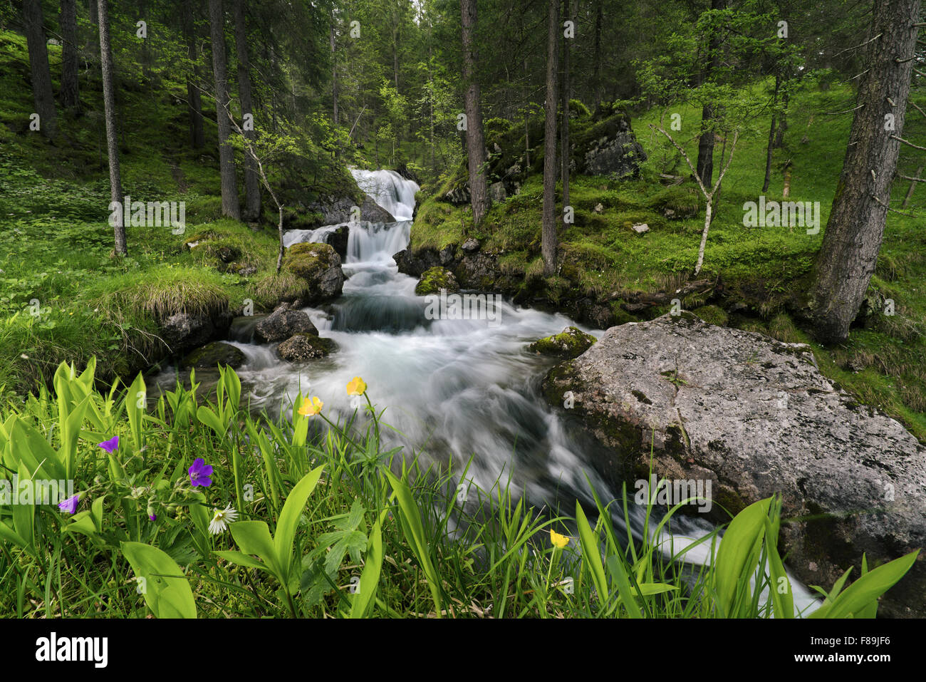Brook with waterfall in the Lech Valley, Alps, Austria Stock Photo