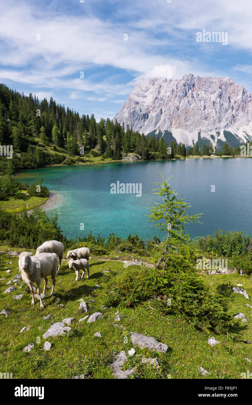 Seebensee with Zugspitze, Alps, Austria, Europe Stock Photo - Alamy