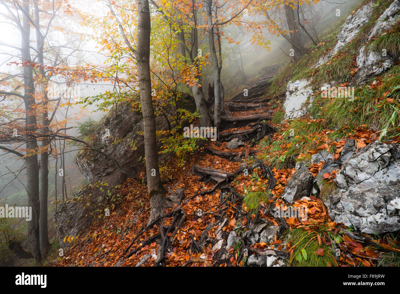Autumn forest, Carpathian Mountains, Slovakia, Europe Stock Photo