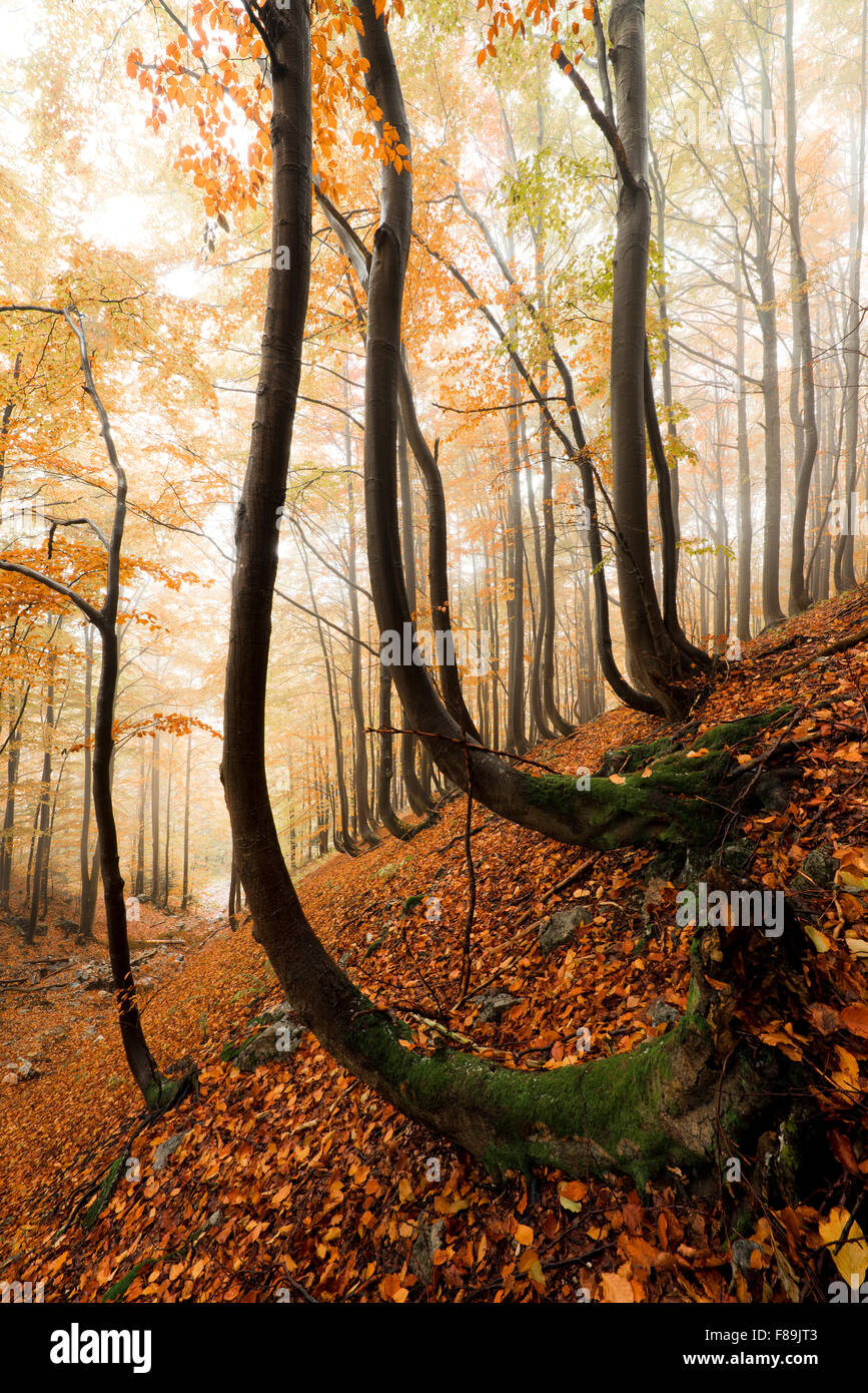 Autumn forest, Carpathian Mountains, Slovakia, Europe Stock Photo