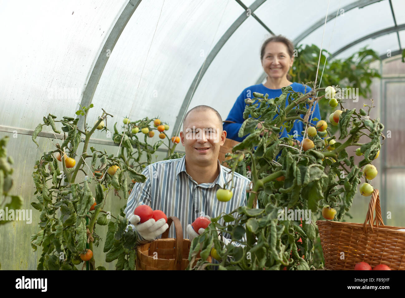 Man and woman picking tomato in greenhouse Stock Photo - Alamy