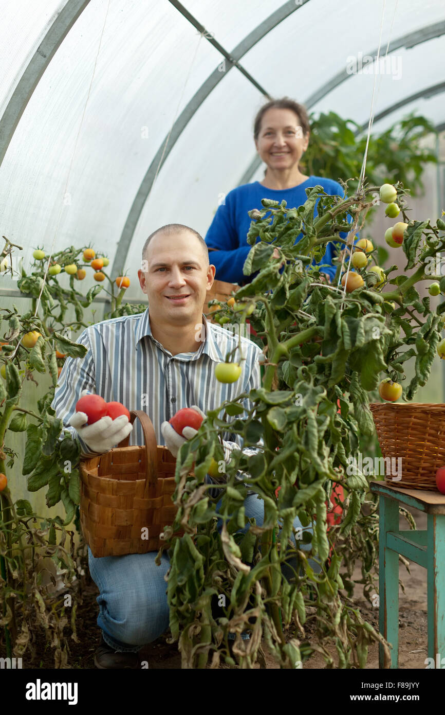 Man and woman picking tomato in greenhouse Stock Photo - Alamy