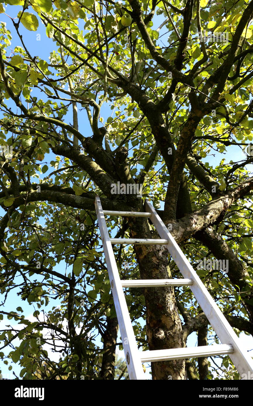 Ladder leaned on a tree hi-res stock photography and images - Alamy