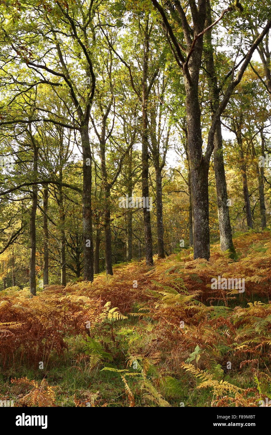 English Woodland at the start of Autumn. Stock Photo