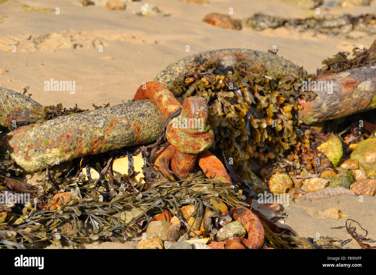 Rusty Chain and seaweed on beach, for boat mooring in St Mary's harbour, IOS Cornwall UK Stock Photo