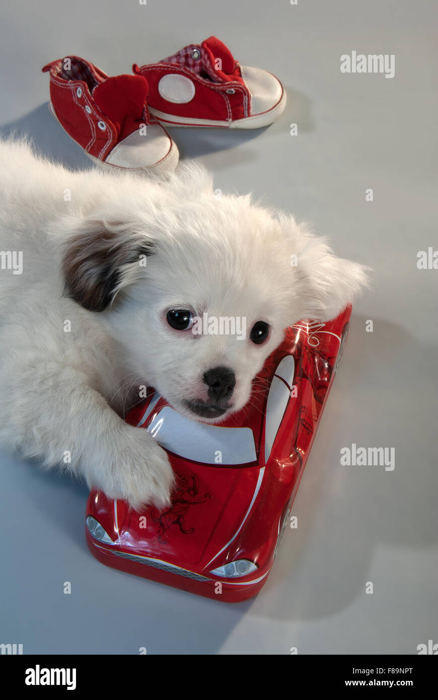 Portrait of a puppy of companion mixes with the red toy car and red gym shoes. gray background, vertical format. Stock Photo