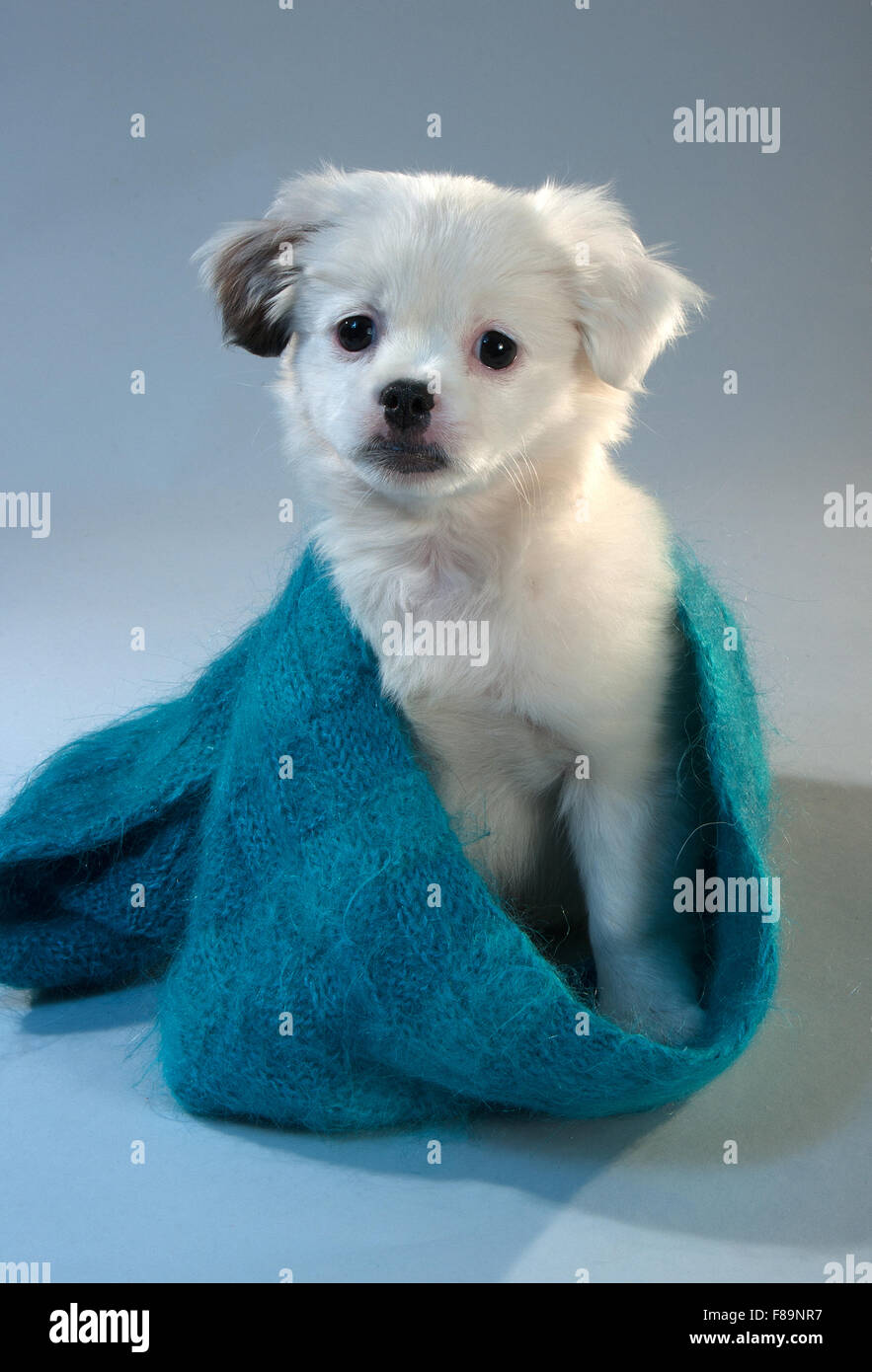 Portrait of a puppy of companion mixes in a knitted scarf. gray background, vertical format Stock Photo