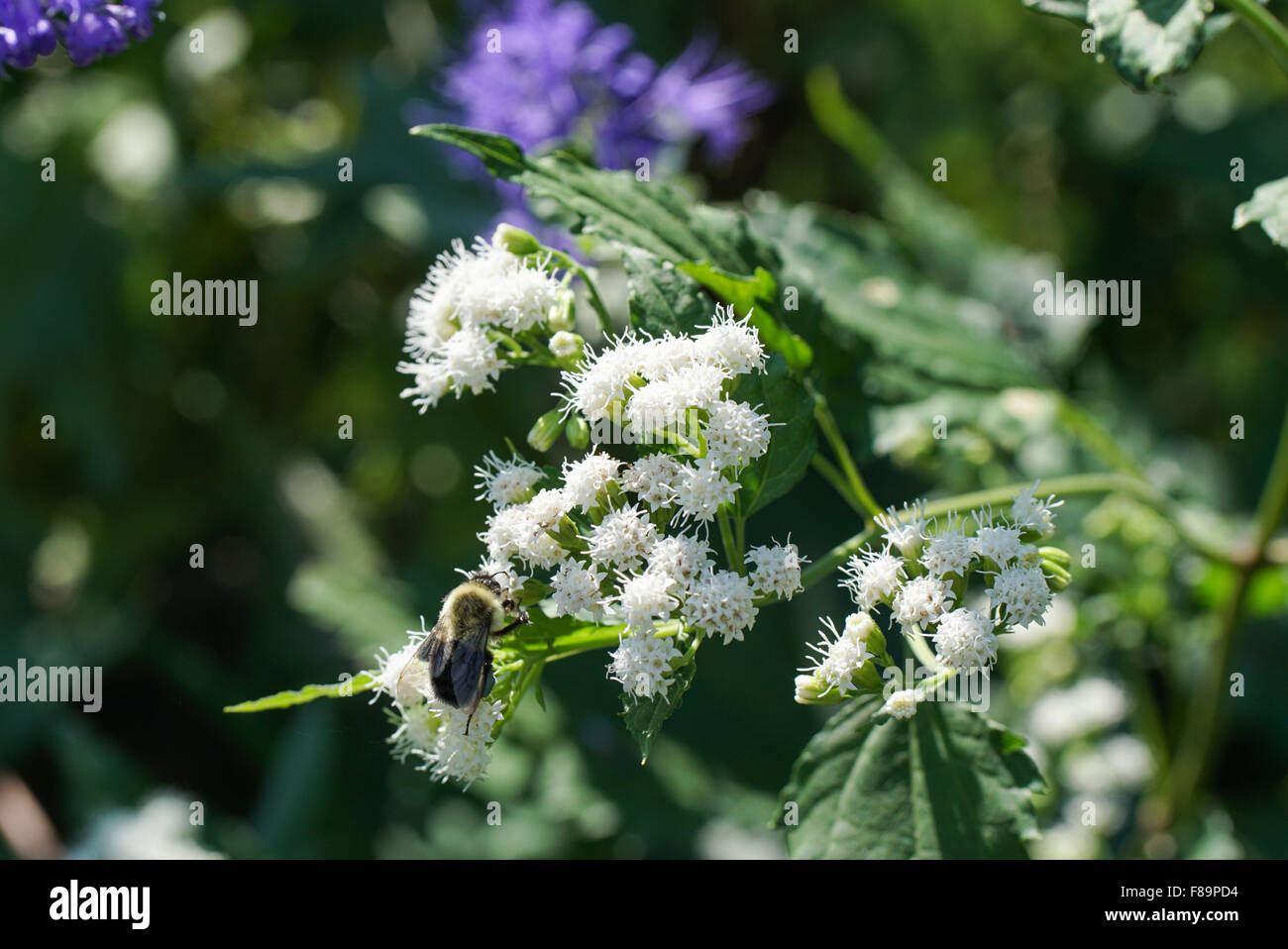 Little white wildflower blooms (Eupatorium) with bumblebee feeding and