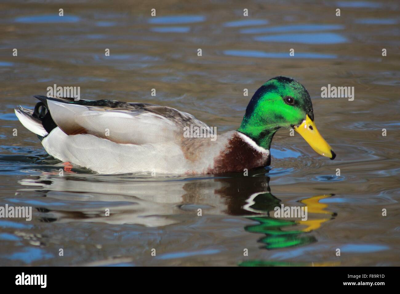 Male mallard duck on water Stock Photo
