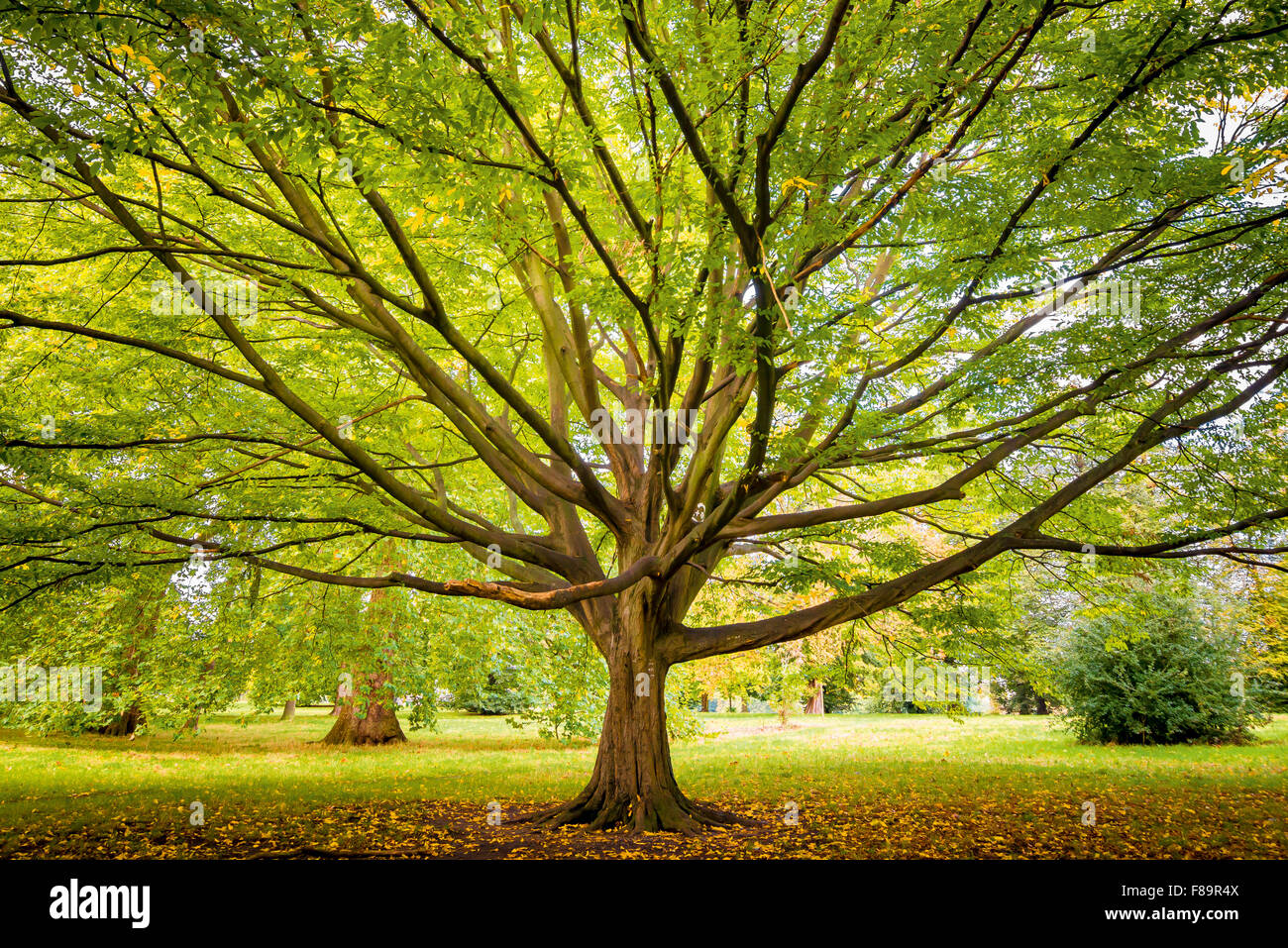 Hornbeam tree hires stock photography and images Alamy