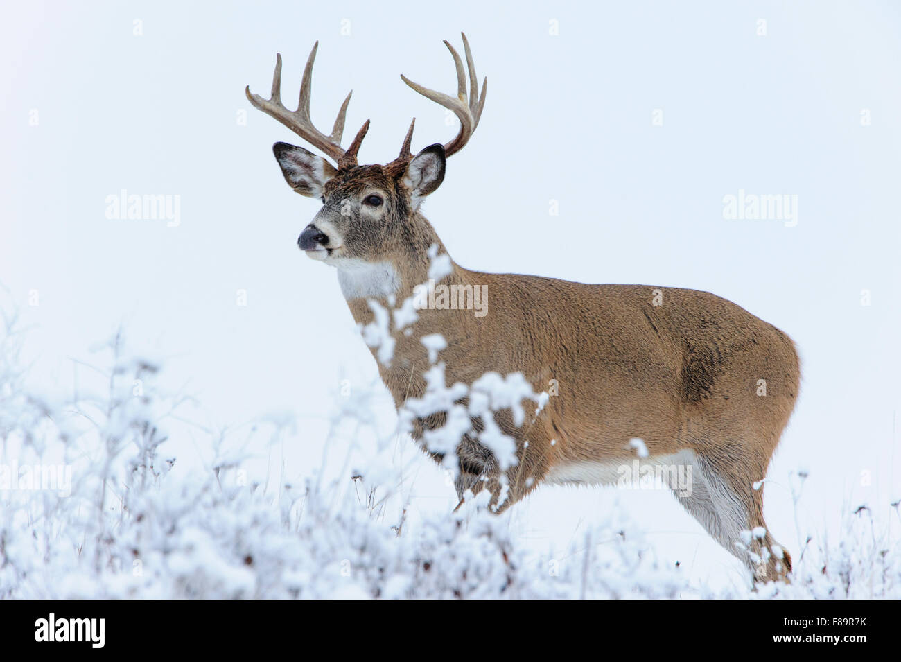 White-tailed deer buck in snow, Western US Stock Photo