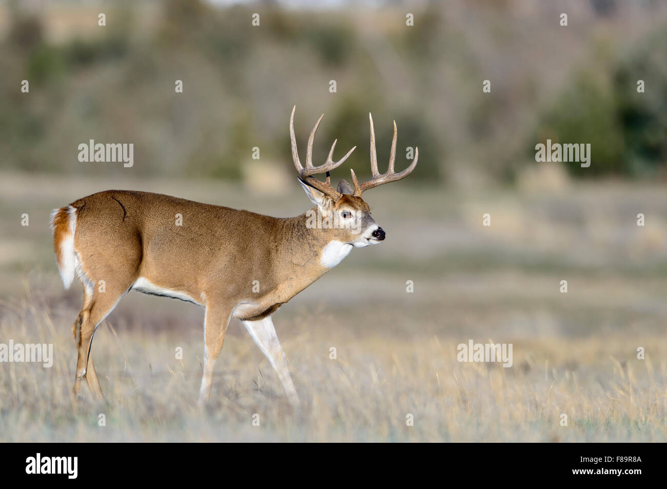 White-tailed Deer Buck, Western US Stock Photo