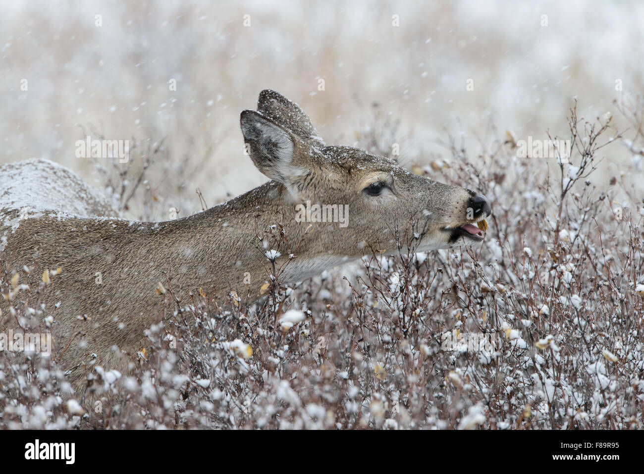 Feeding White-tailed doe (Odocoileus virginianus), Western US Stock Photo