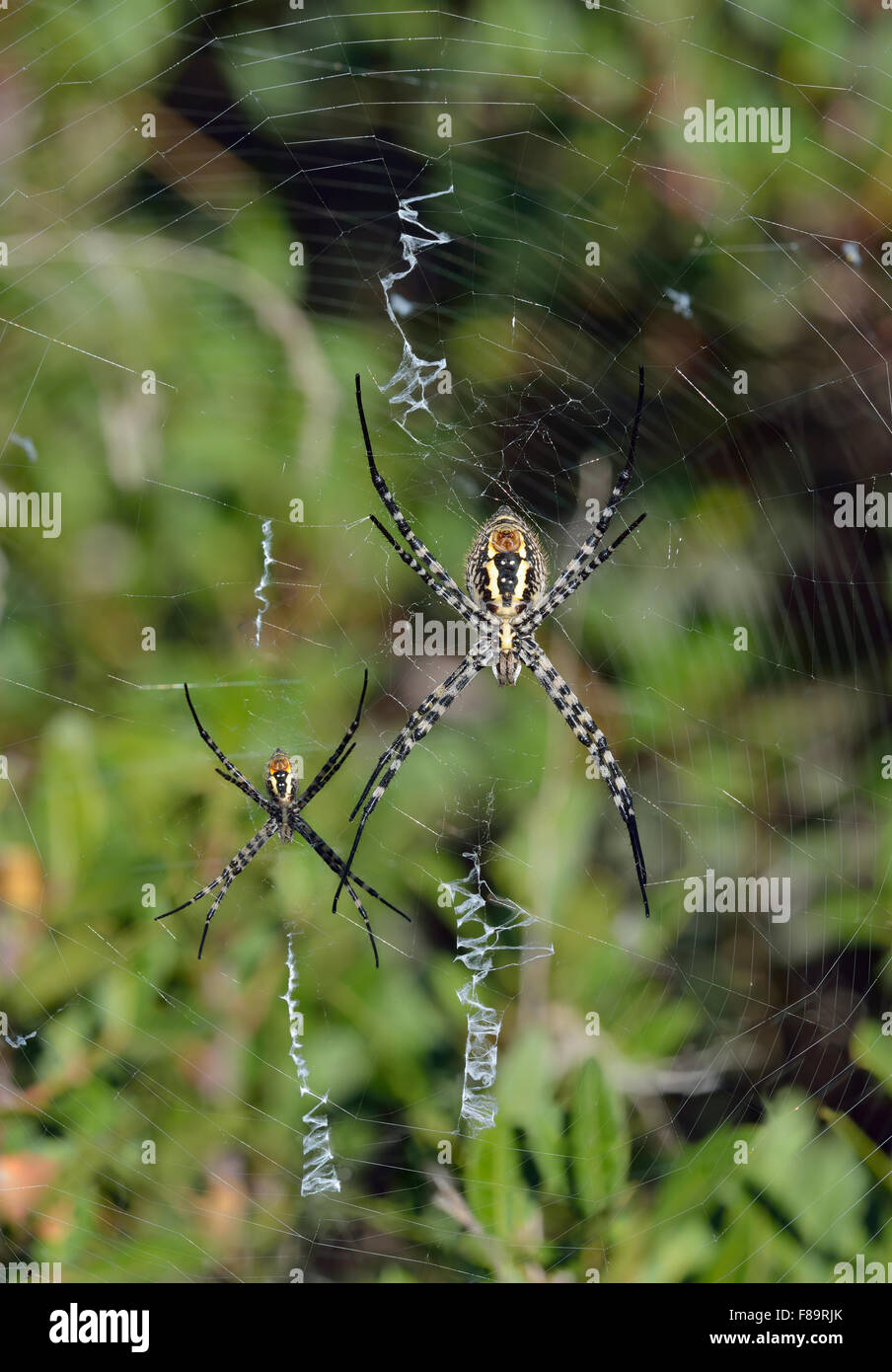 Wasp Spiders - Argiope bruenichii Male & Female Spiders in Parallel Webs Stock Photo