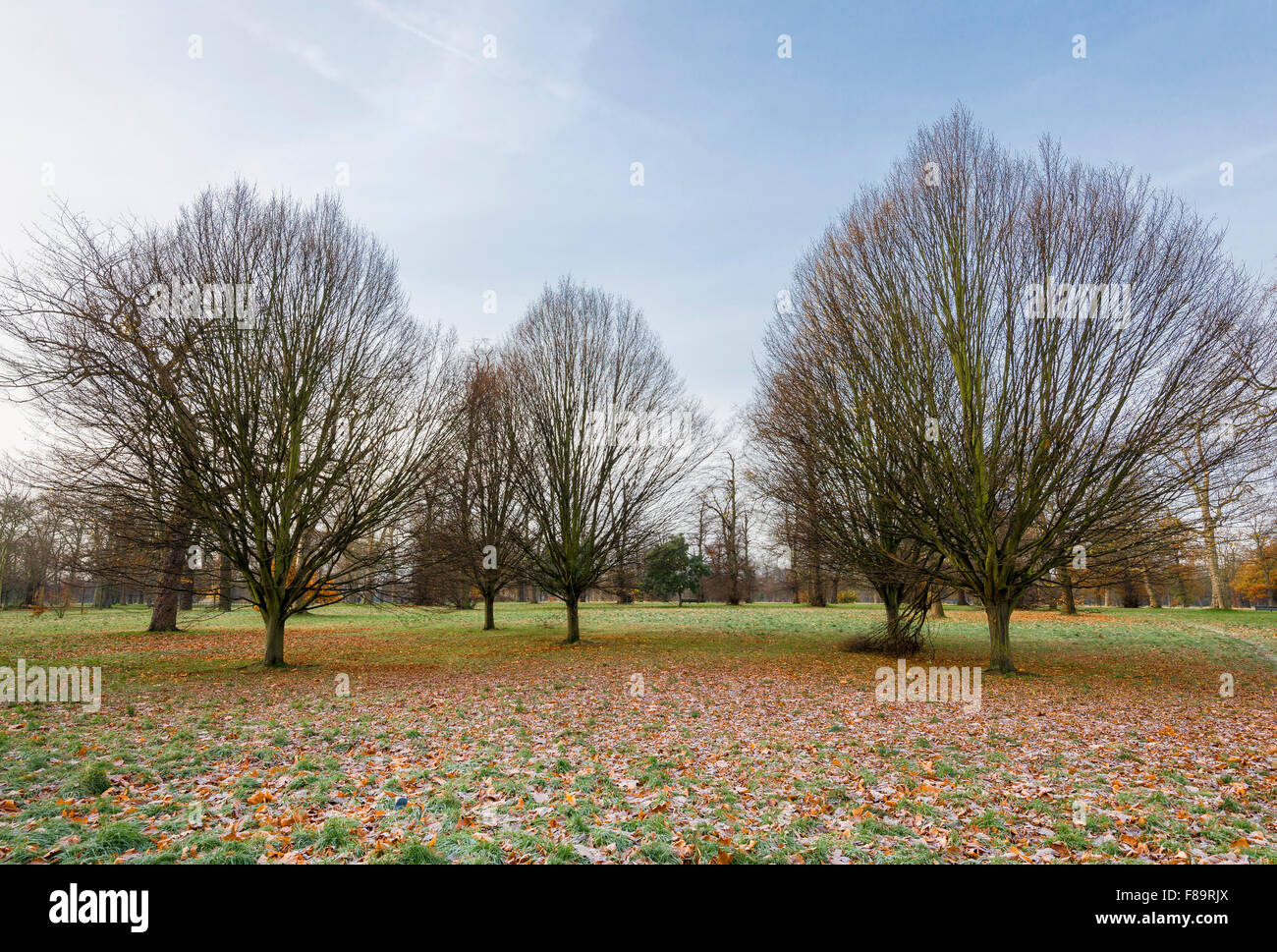 Hornbeam trees in winter in Kensington Gardens Stock Photo - Alamy