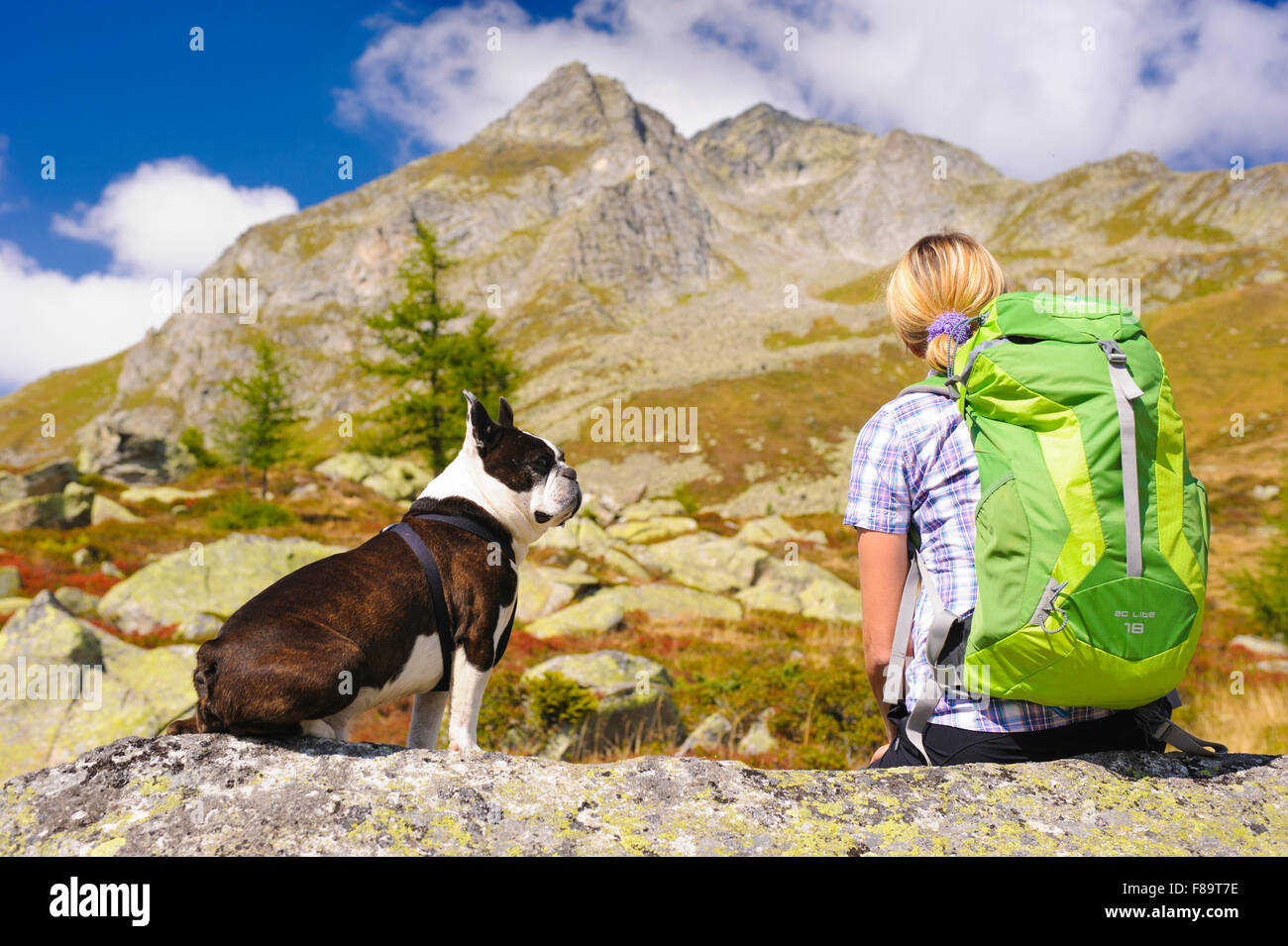 hiking woman with dog Boston Terrier at trail in alps mountains Stock