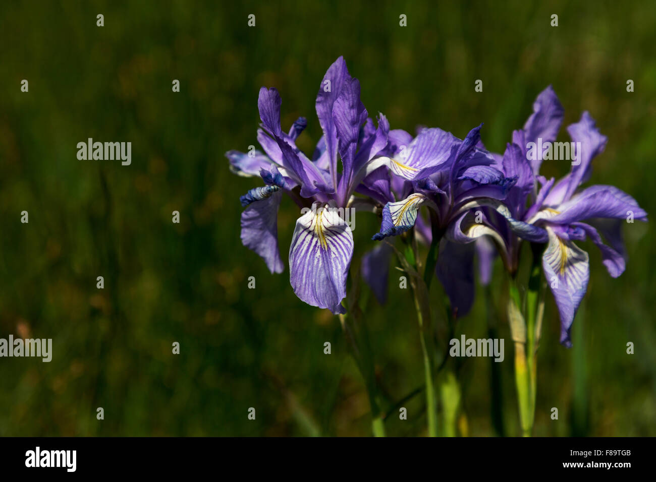 Wild iris blossom along Peak to Peak Highway.  Scenic Byway is in Colorado.  Flower's nicknames include Rocky Mountain Iris. Stock Photo