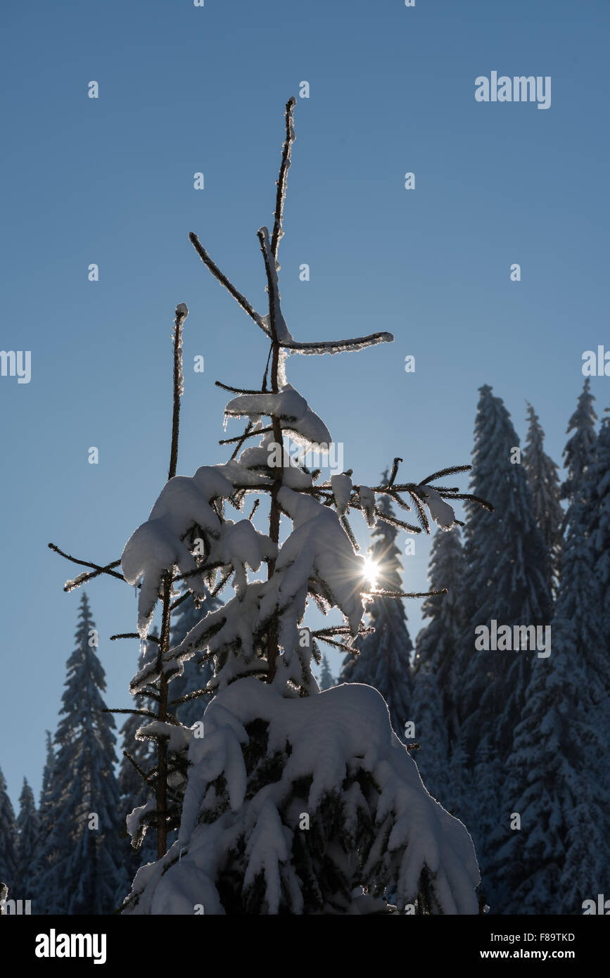 winter sunset, pine tree forest background covered with fresh snow ...