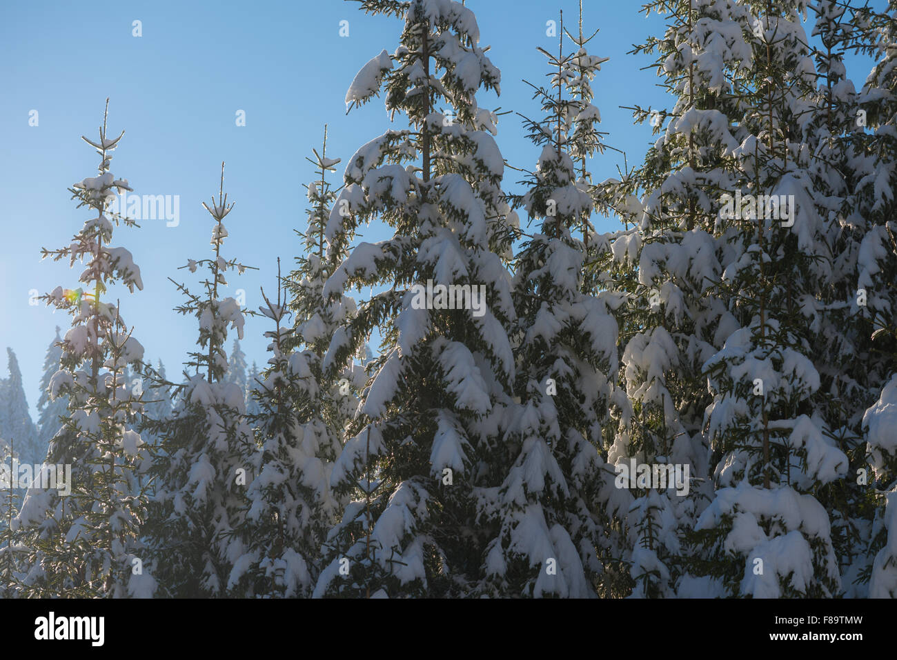 winter sunset, pine tree forest background covered with fresh snow ...