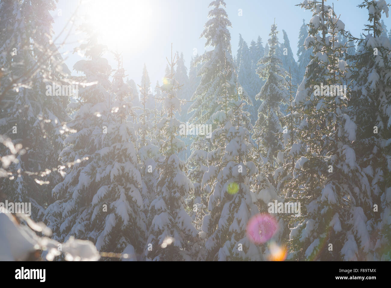 winter sunset, pine tree forest background covered with fresh snow ...