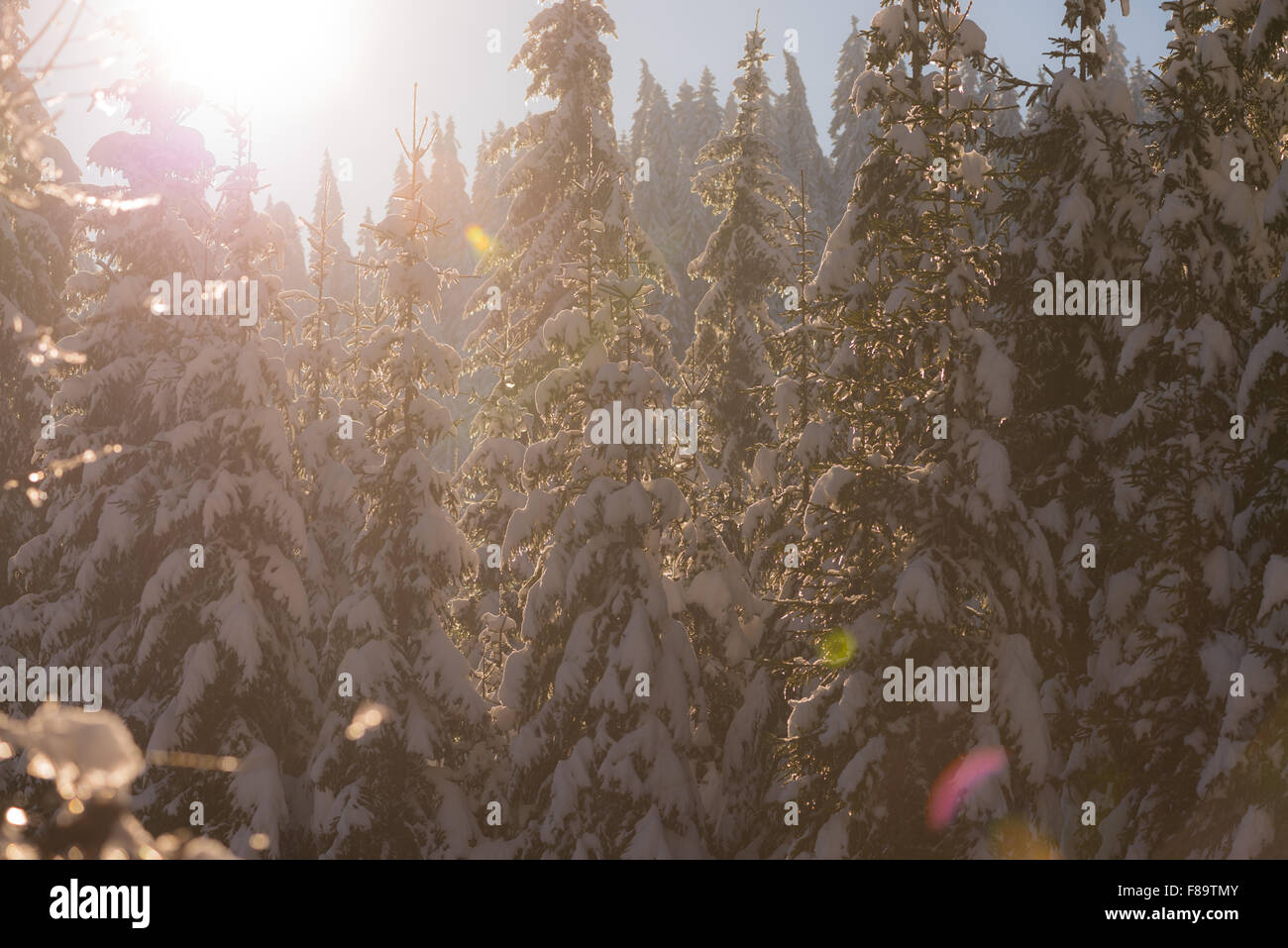 winter sunset, pine tree forest background covered with fresh snow ...