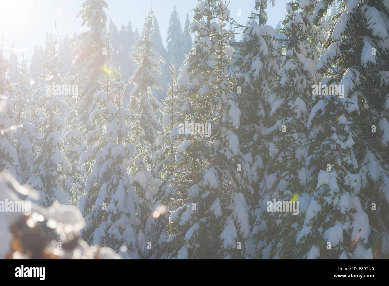 winter sunset, pine tree forest background covered with fresh snow ...