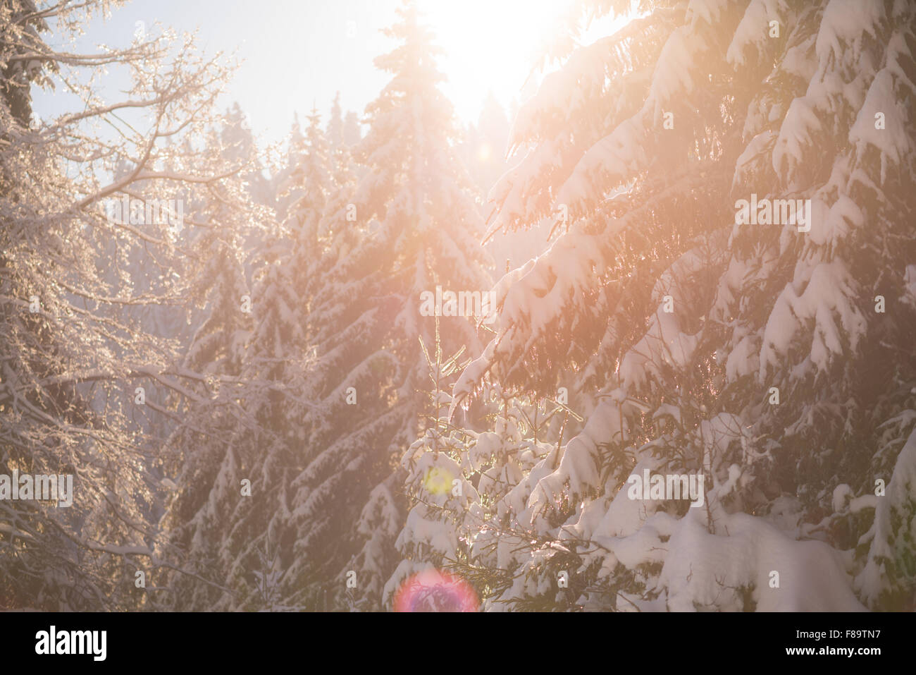 winter sunset, pine tree forest background covered with fresh snow ...