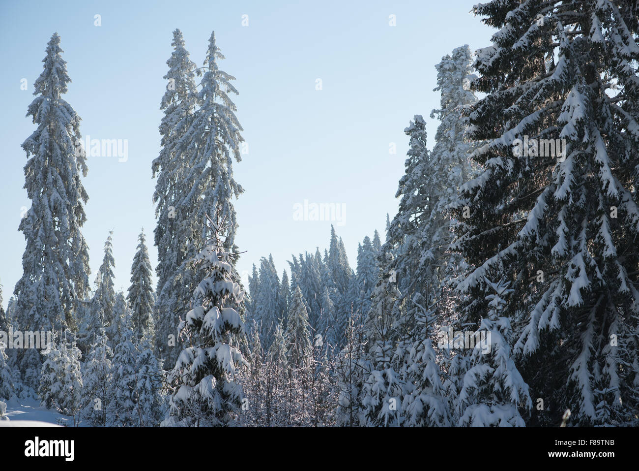 winter sunset, pine tree forest background covered with fresh snow ...