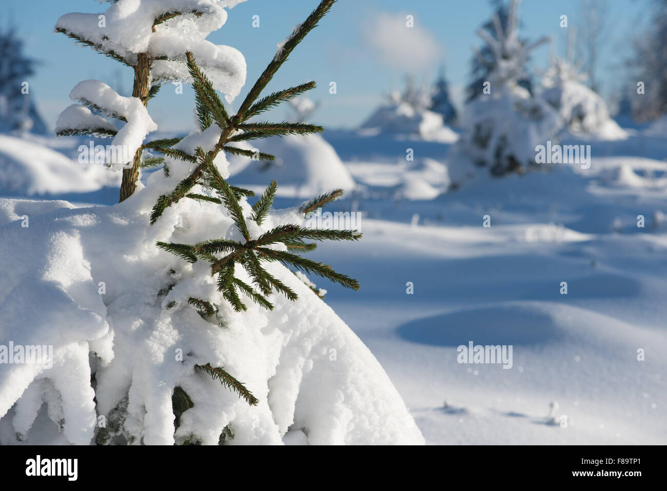 winter sunset, pine tree forest background covered with fresh snow ...