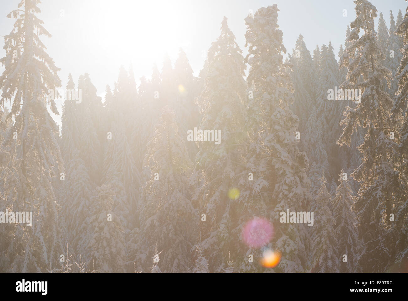winter sunset, pine tree forest background covered with fresh snow ...