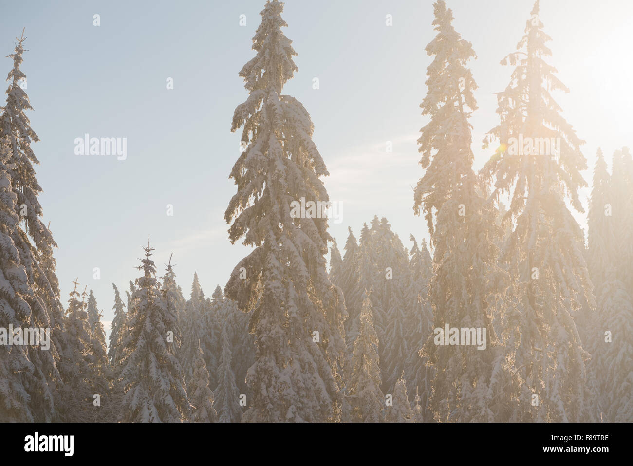 winter sunset, pine tree forest background covered with fresh snow ...