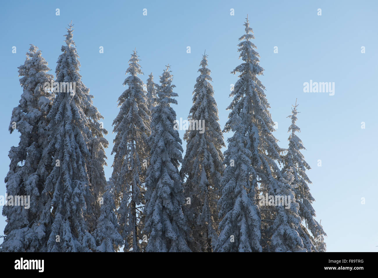 winter sunset, pine tree forest background covered with fresh snow ...