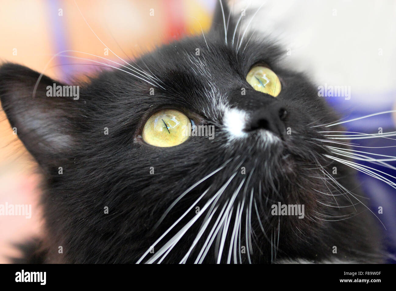 close-up of muzzle of black cat staring Stock Photo