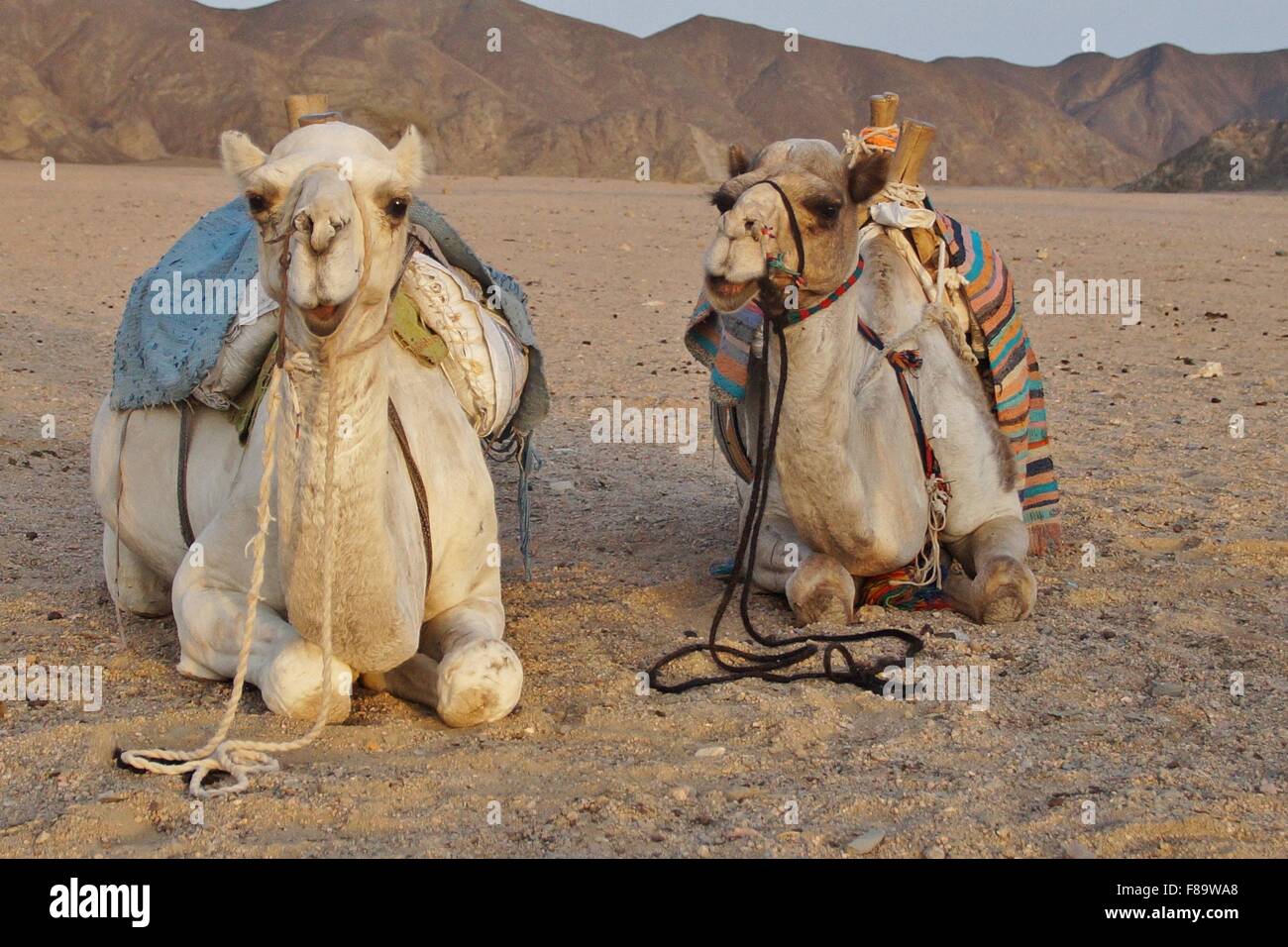 Pair of camels laying down together in the desert Stock Photo