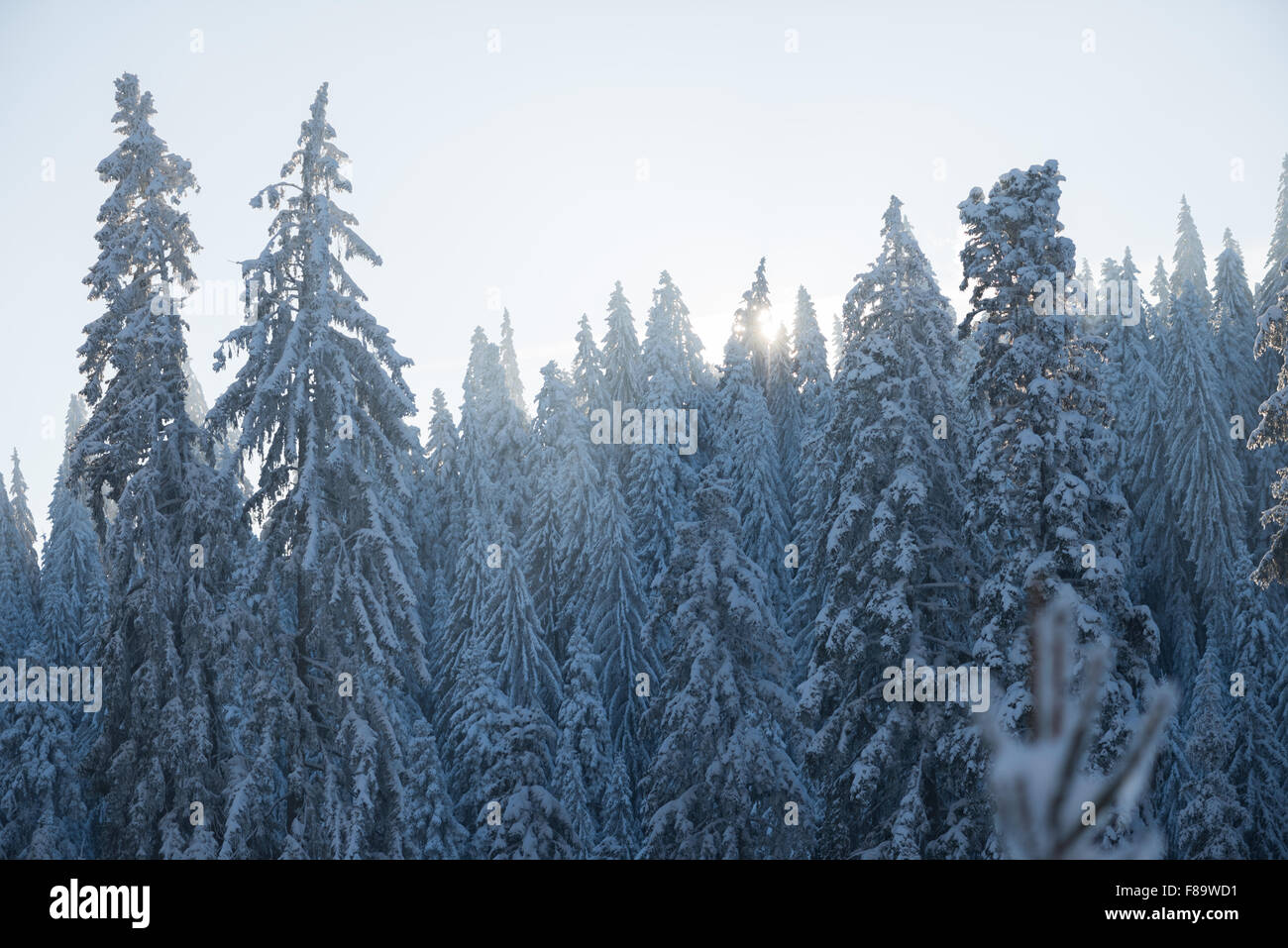winter sunset, pine tree forest background covered with fresh snow ...