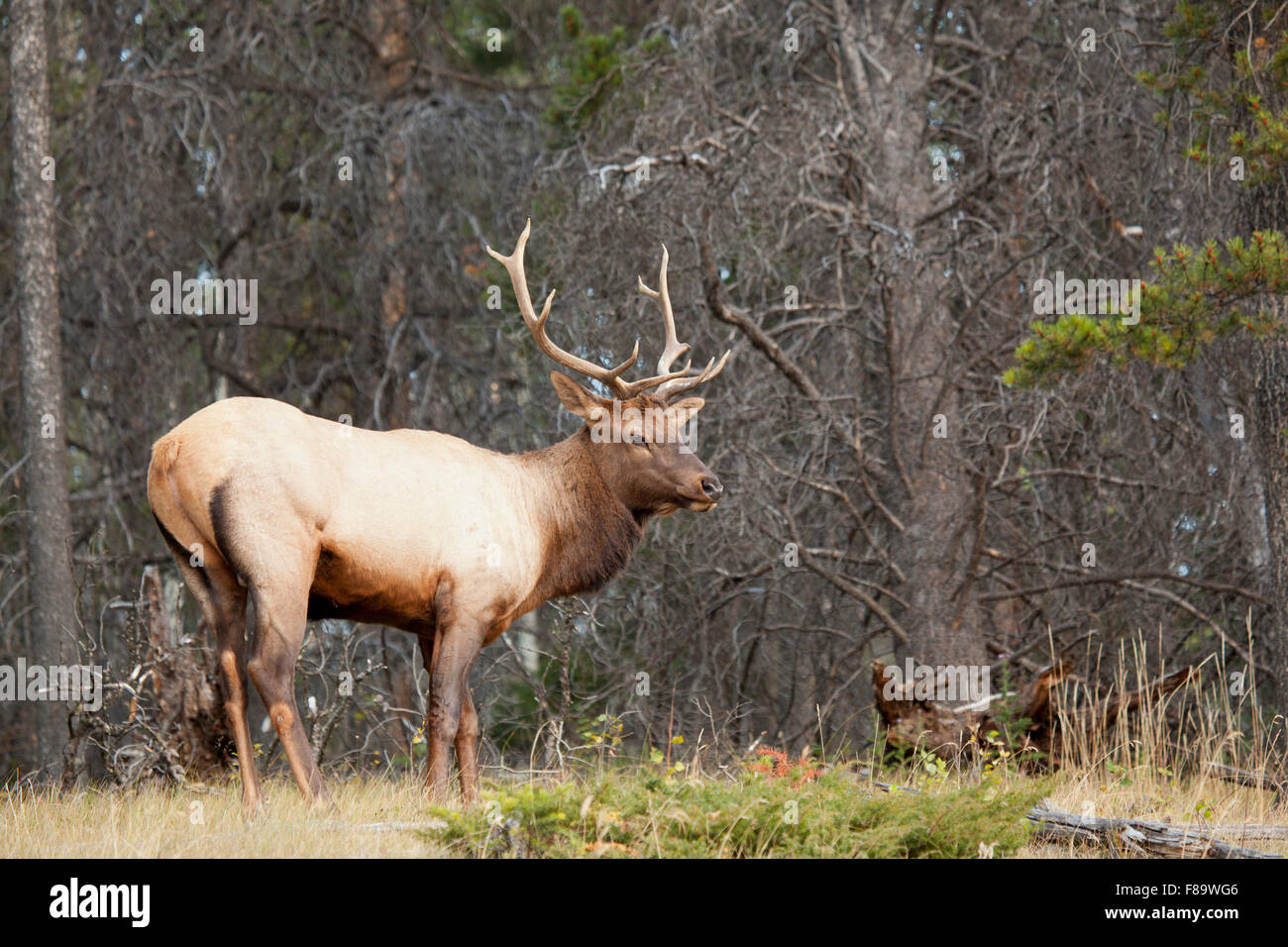 male elk or wapiti cervus canadensis in Banff Alberta Stock Photo Alamy