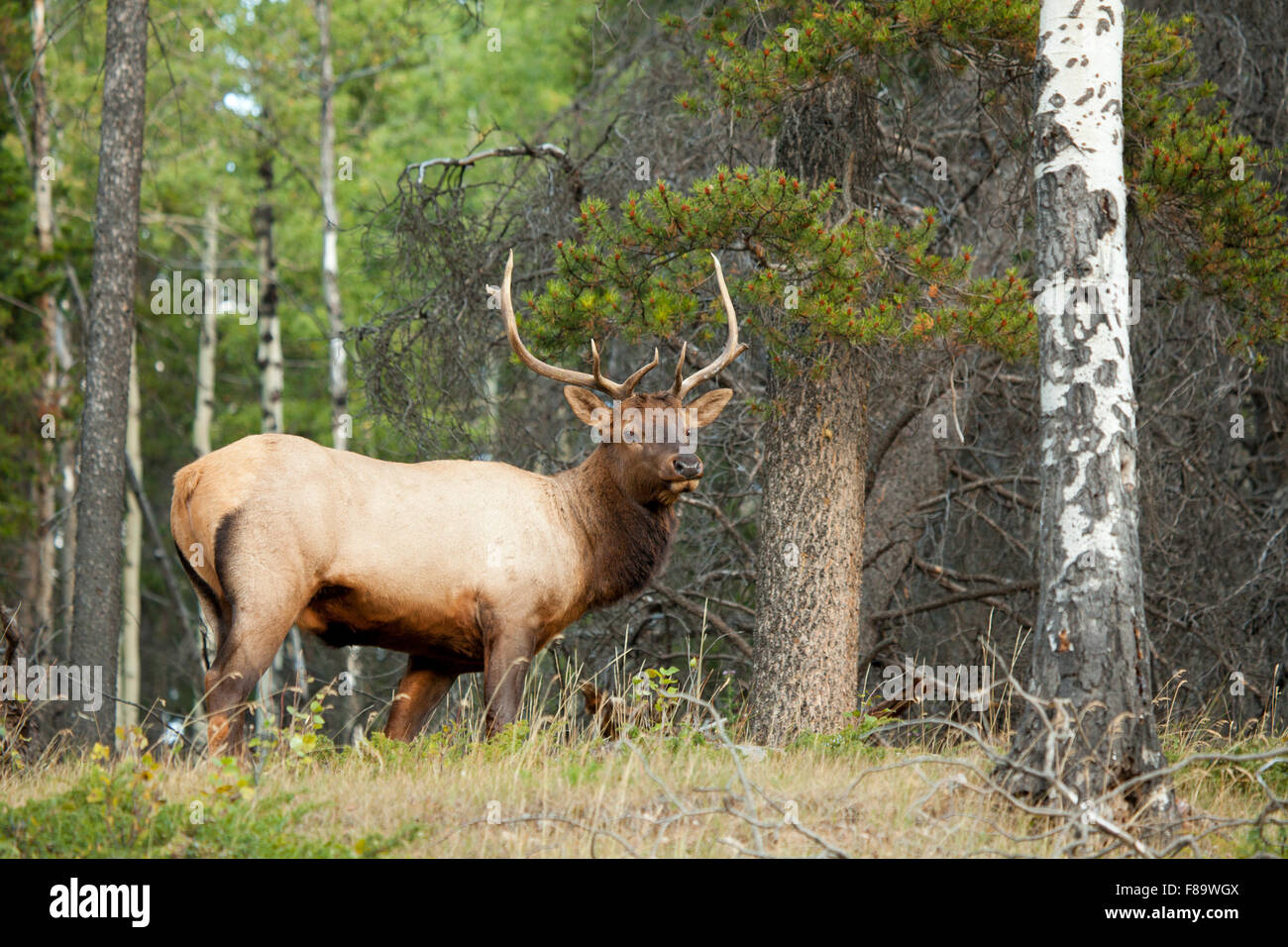 male elk or wapiti cervus canadensis in Banff Alberta Stock Photo Alamy