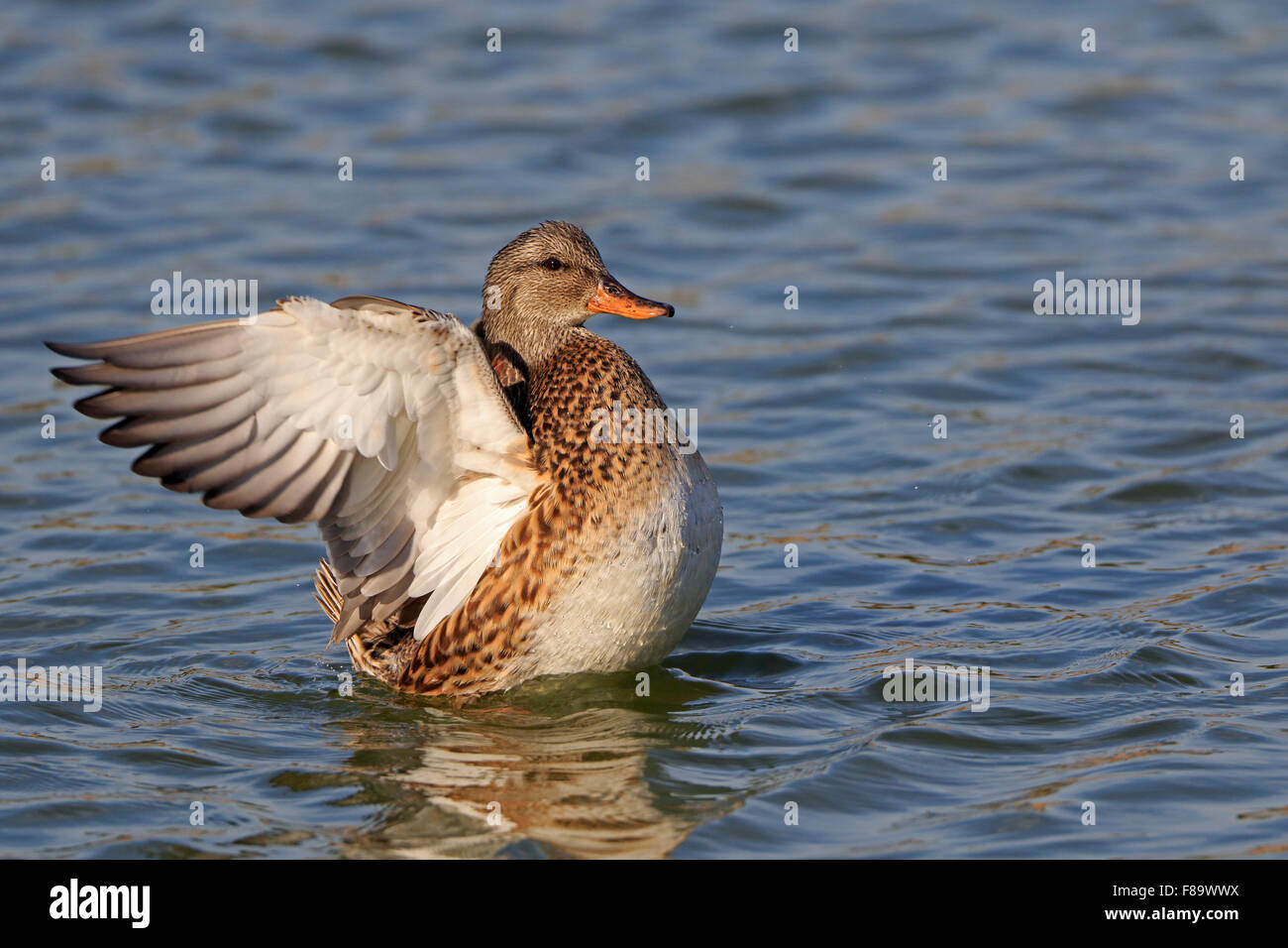 Male Gadwall flapping its wings Stock Photo