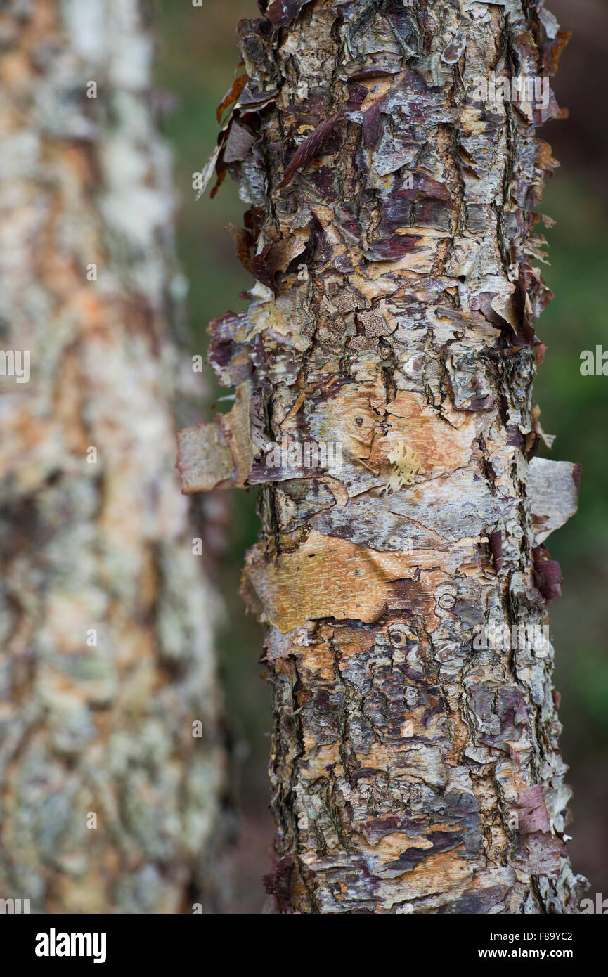 Betula nigra 'Little King'. River birch tree bark in autumn Stock Photo