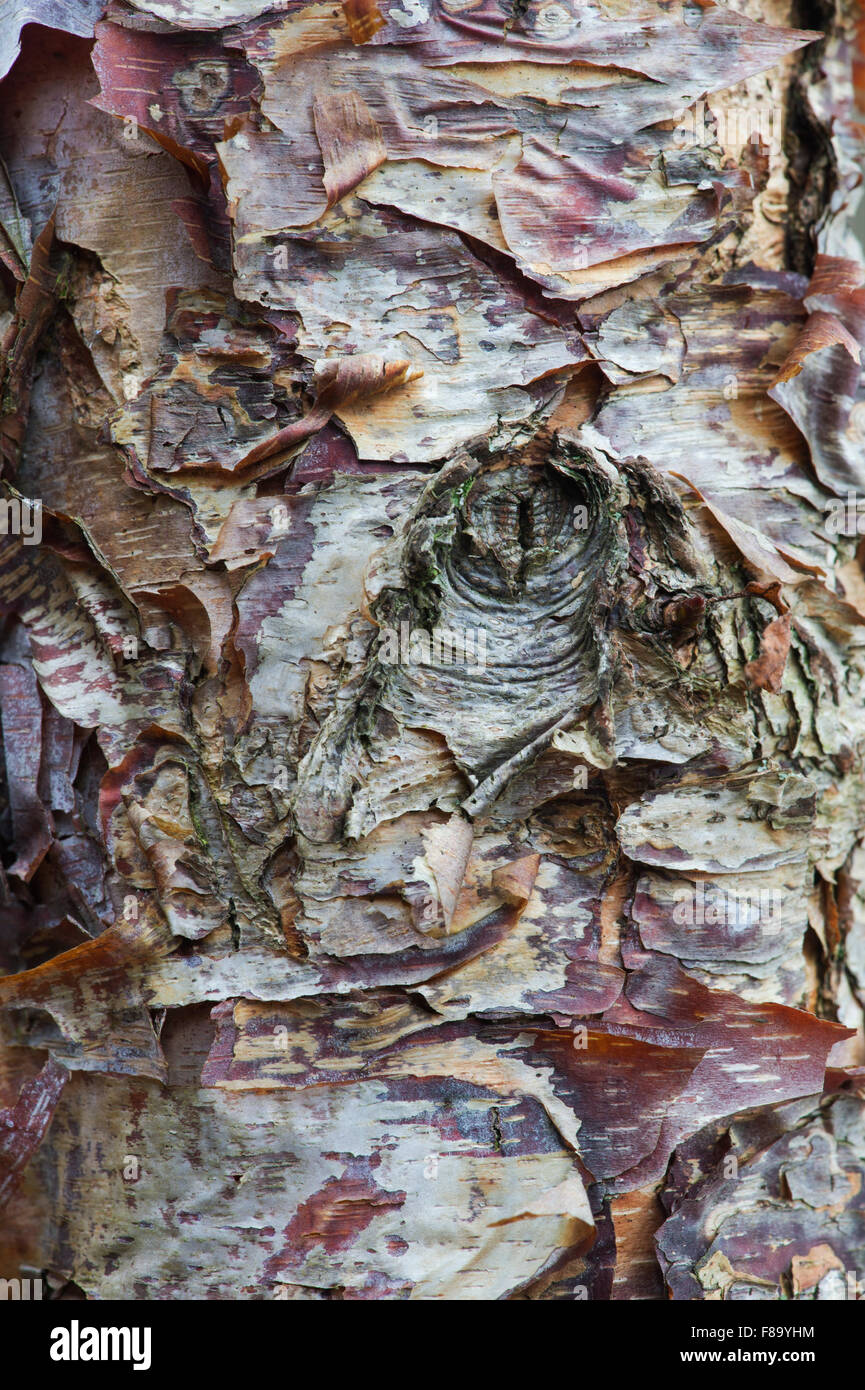 Betula nigra 'Little King'. River birch tree bark in autumn Stock Photo