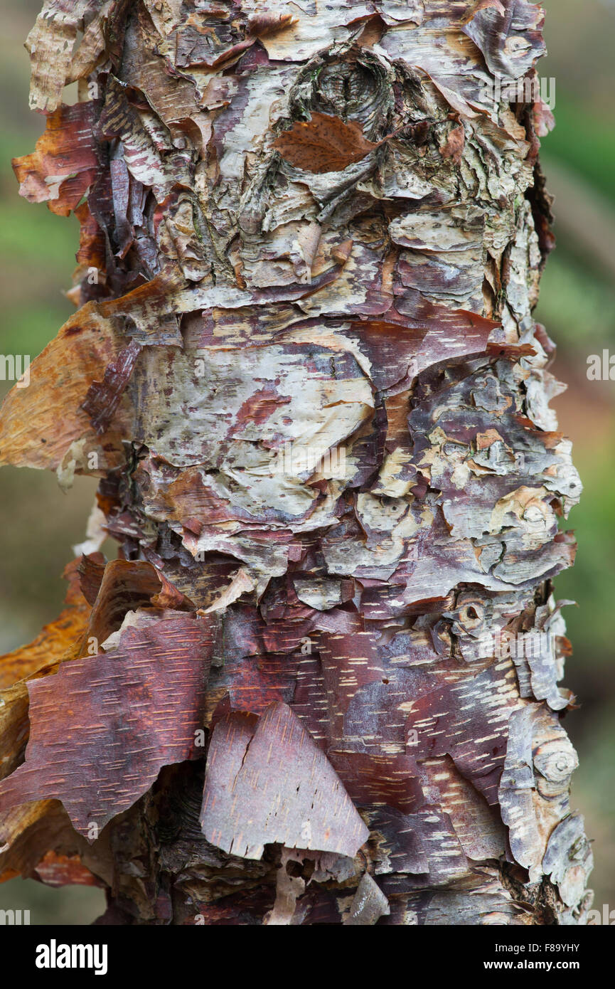 Betula nigra 'Little King'. River birch tree bark in autumn Stock Photo