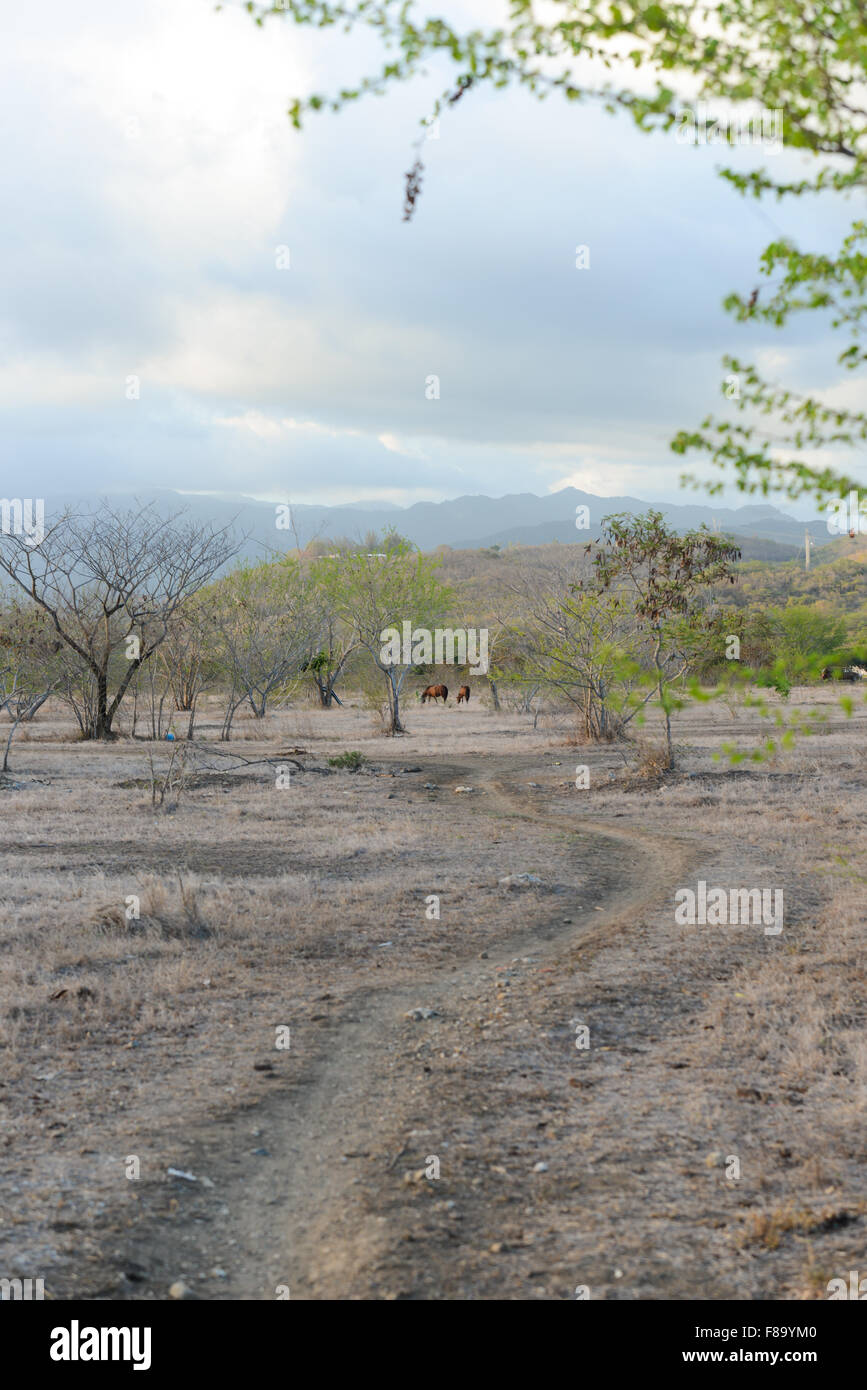 Feral horses grazing in a dry pasture in the town of Juana Diaz, Puerto Rico. Caribbean Island. USA territory. Stock Photo