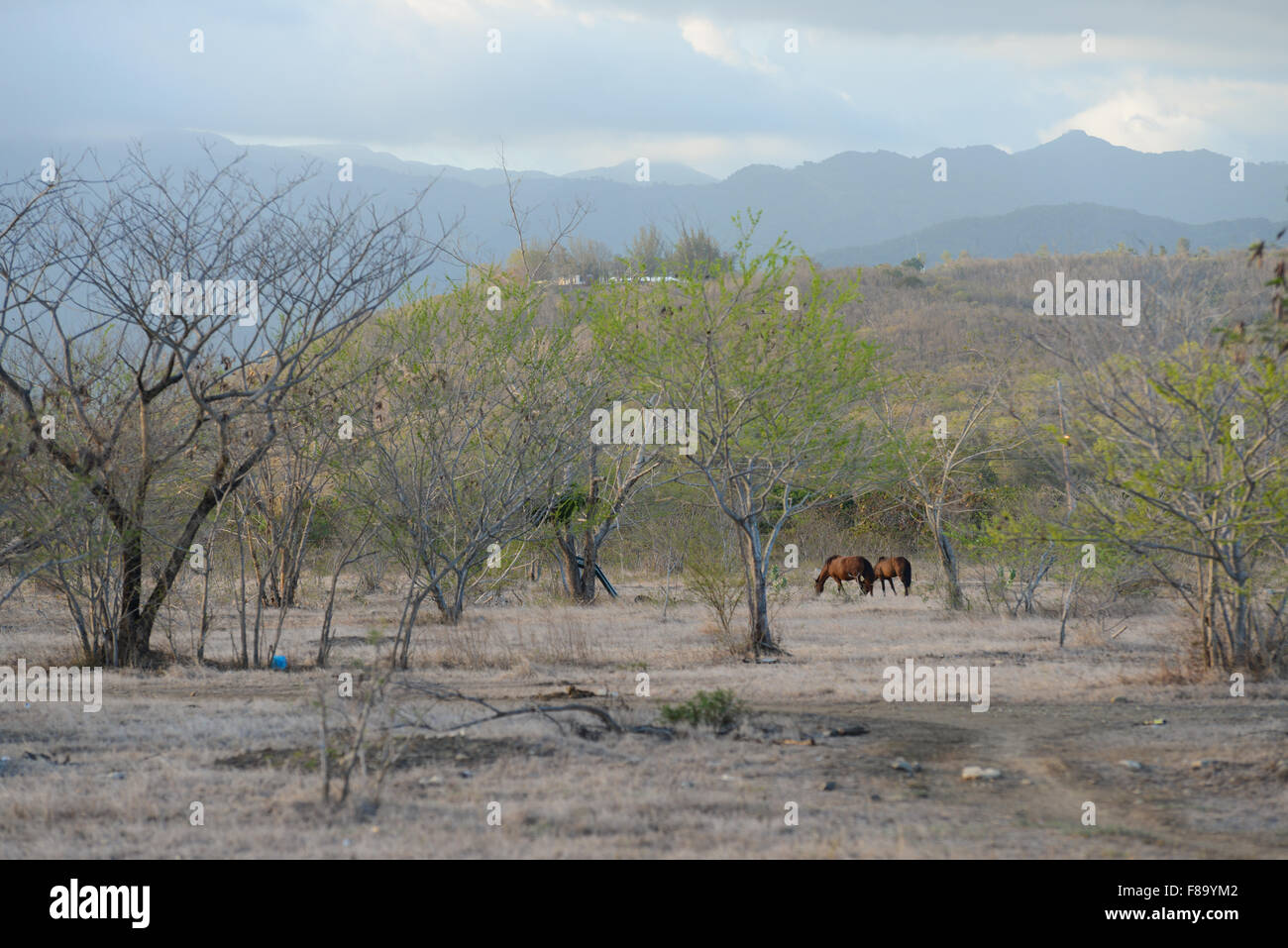 Feral horses grazing in a dry pasture in the town of Juana Diaz, Puerto Rico. Caribbean Island. USA territory. Stock Photo
