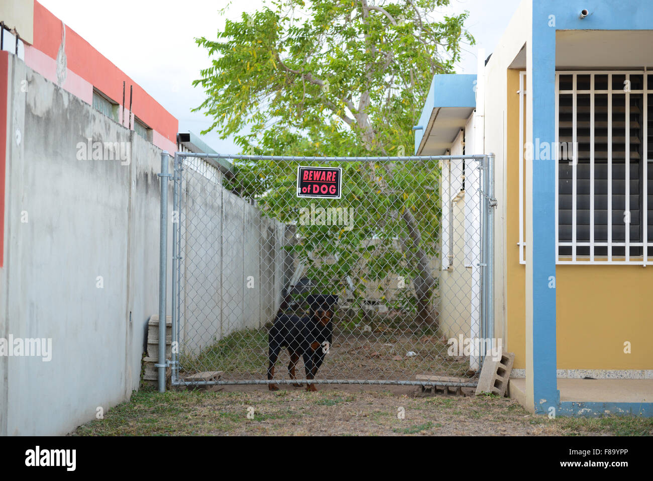 Dog behind a fence with a sign 'Beware of god'. Juana Diaz, Puerto Rico. Caribbean Island. USA territory. Stock Photo