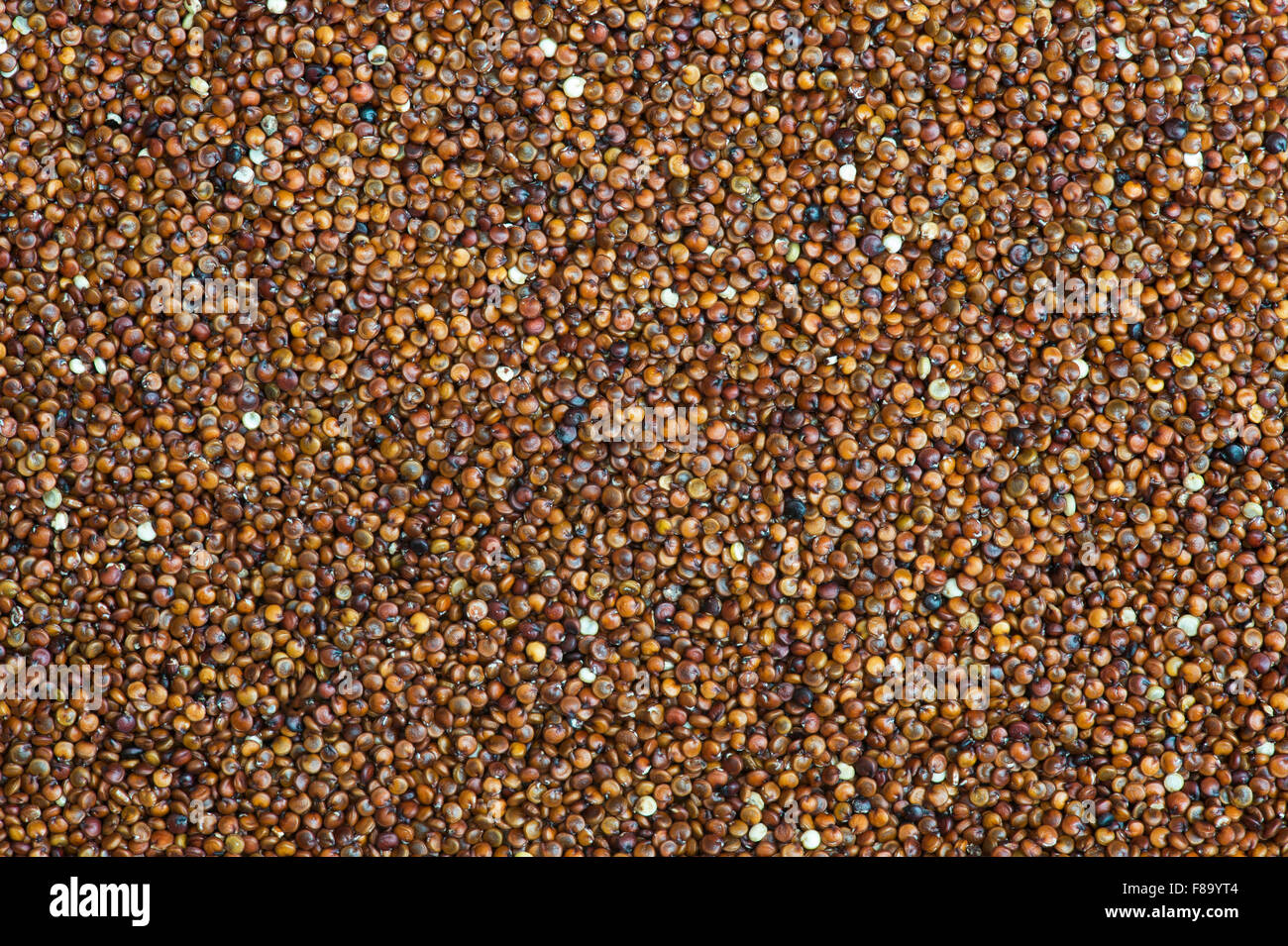 Red Quinoa seeds Stock Photo