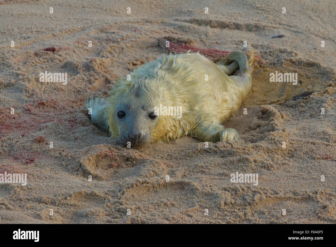 Newborn Grey Seal on Horsey Beach Norfolk Stock Photo Alamy